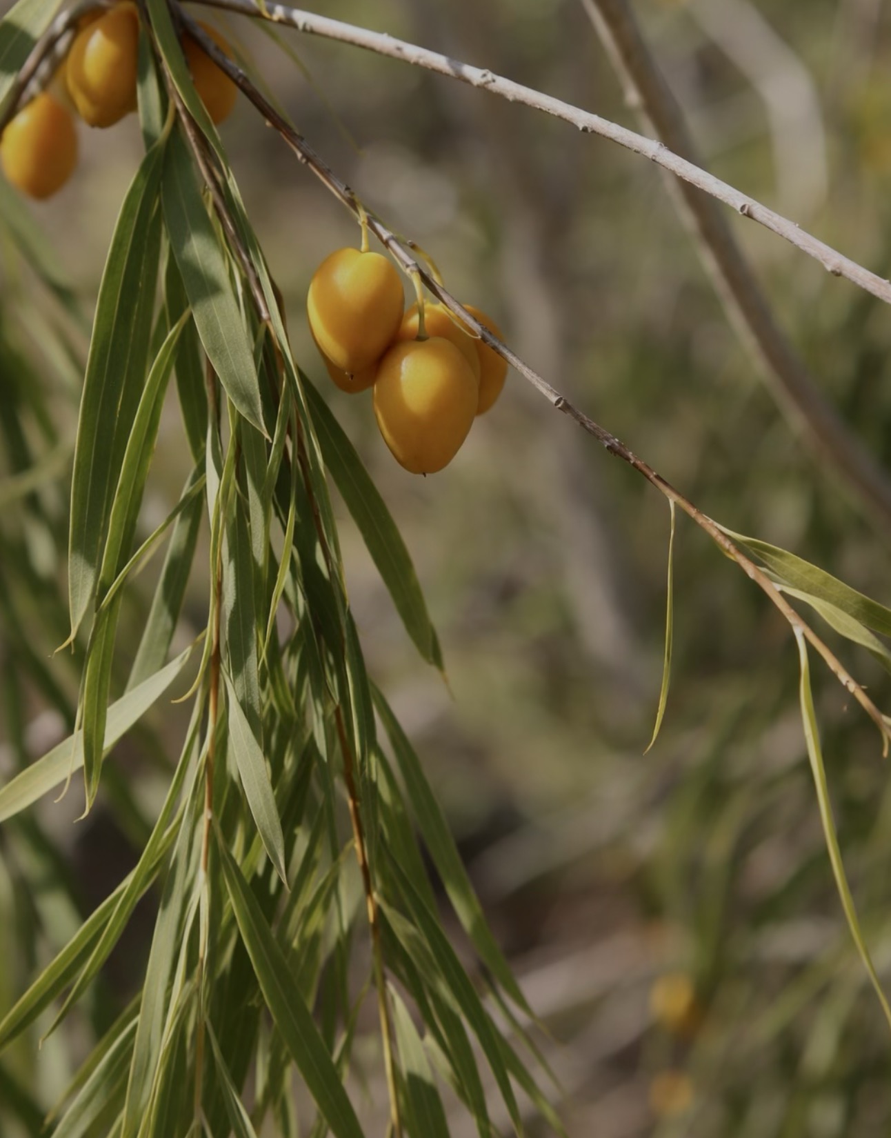 Fresh Gumby Gumby leaves from Clermont, Queensland