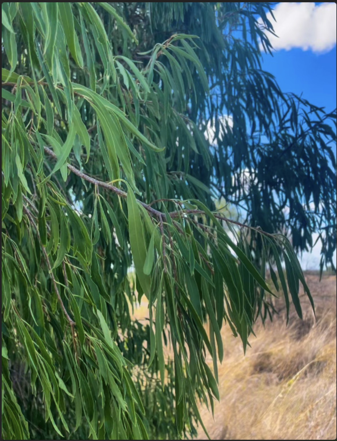 Harvested Gumby Gumby leaves