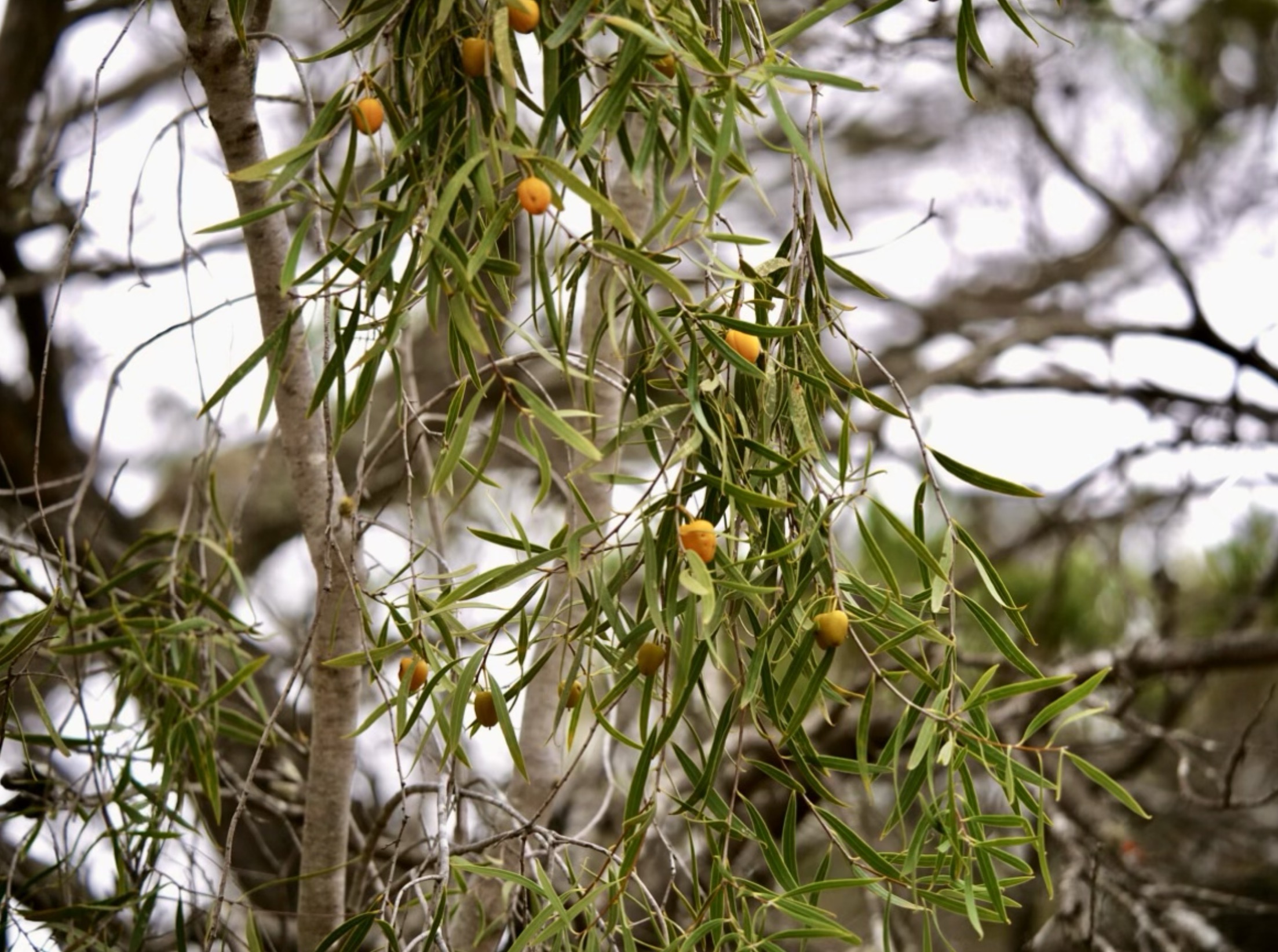 Gumby Gumby tree (Pittosporum angustifolium) growing in Queensland, Australia