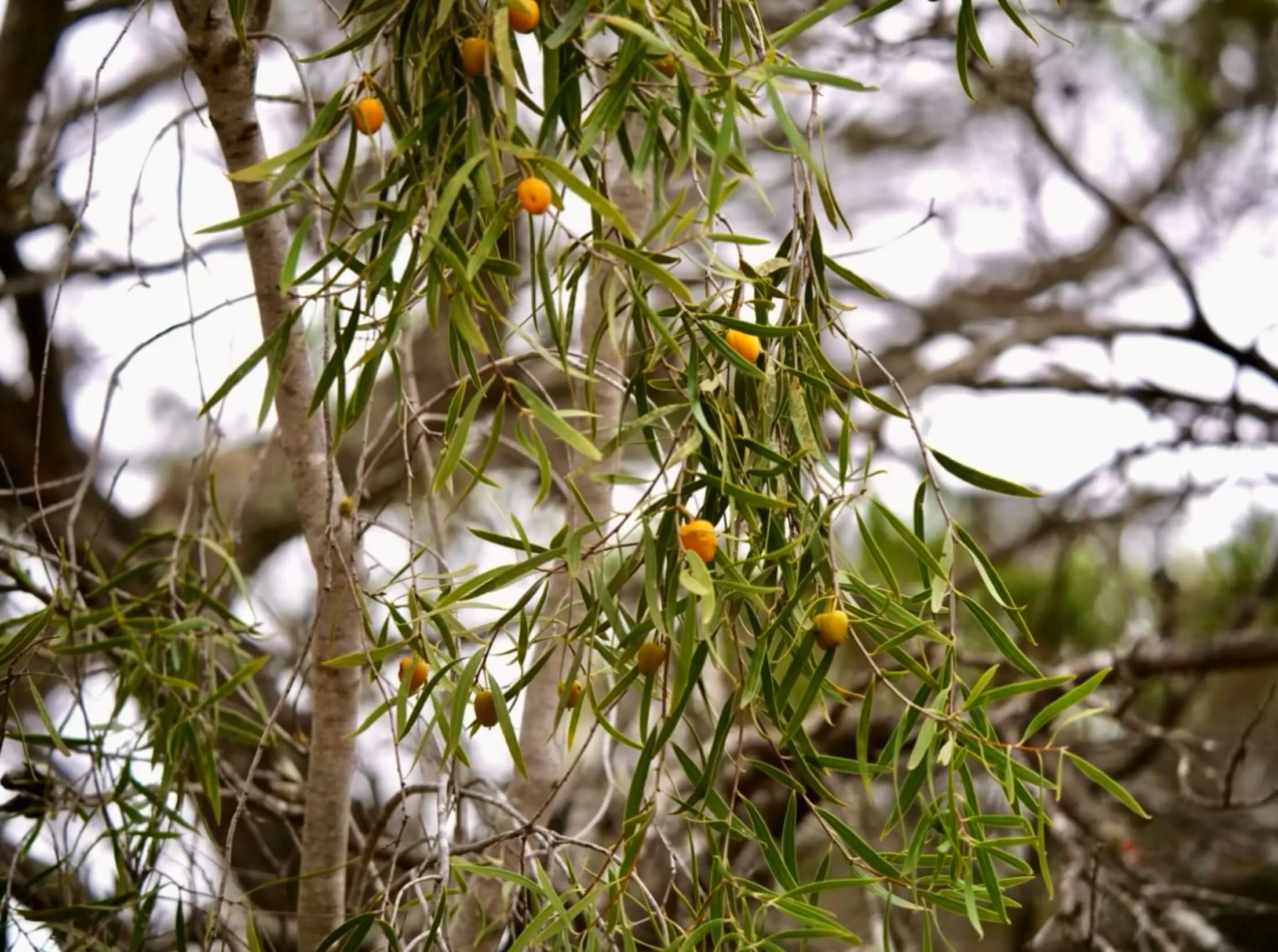 Gumby Gumby tree (Pittosporum angustifolium) growing in Queensland, Australia